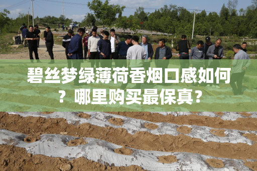 碧丝梦绿薄荷香烟口感如何？哪里购买最保真？